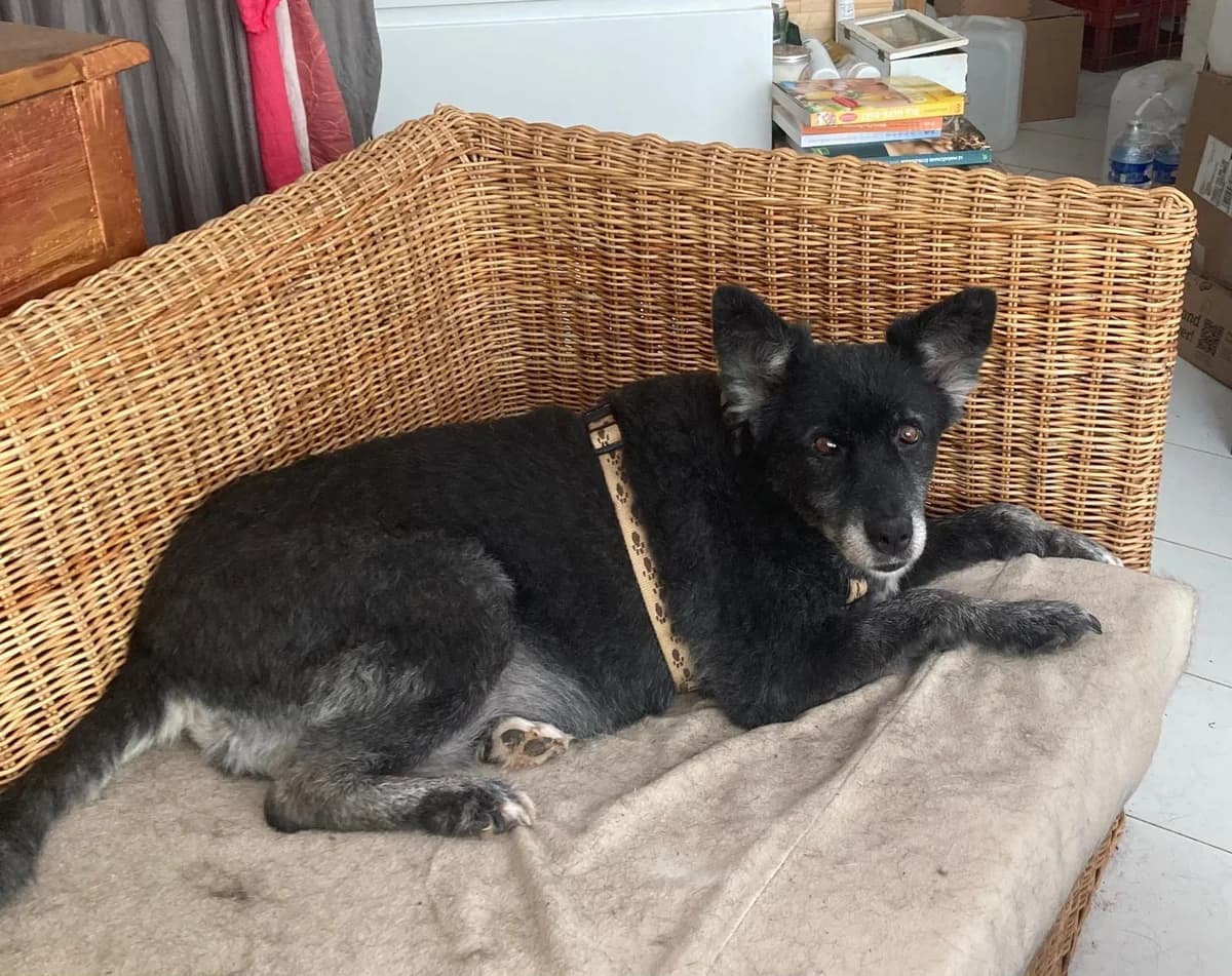 Medo, female young Mixed Breed for adoption at Tierischgeholfen e.V.