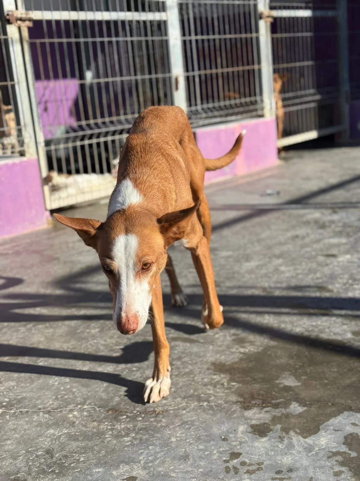 Abel, male Podenco for adoption at Tierischgeholfen e.V.