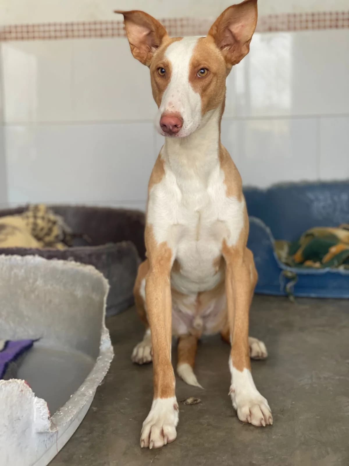 Socks, weiß male puppy Podenco for adoption at Tierischgeholfen e.V.