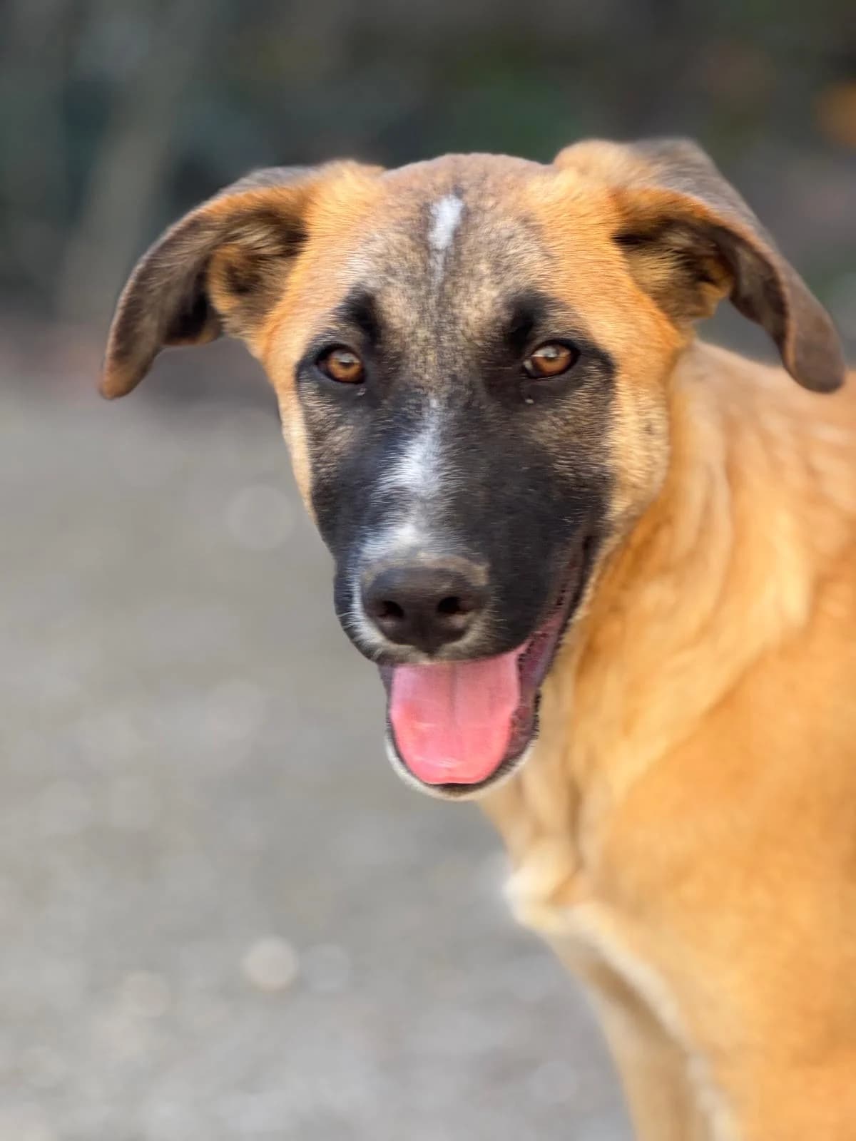 Atun, male puppy Mixed Breed for adoption at Tierischgeholfen e.V.