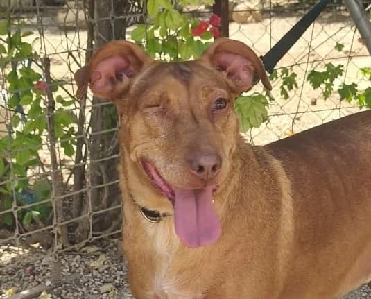 Mocky, male Mixed Breed for adoption at Tierischgeholfen e.V.