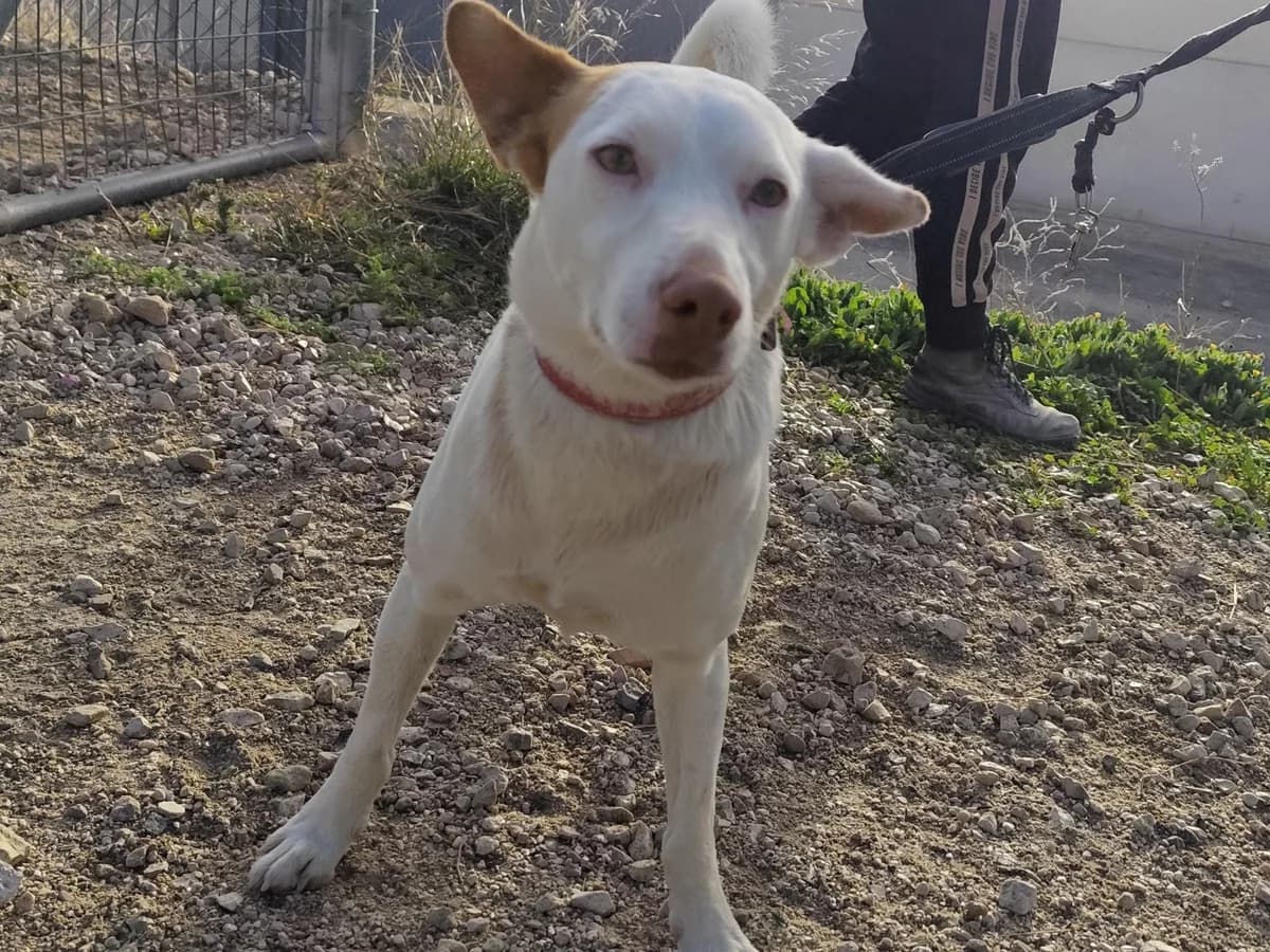 Coke, male Mixed Breed for adoption at Tierischgeholfen e.V.
