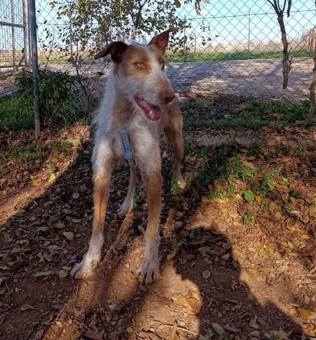 Ness, male Podenco for adoption at Tierischgeholfen e.V.