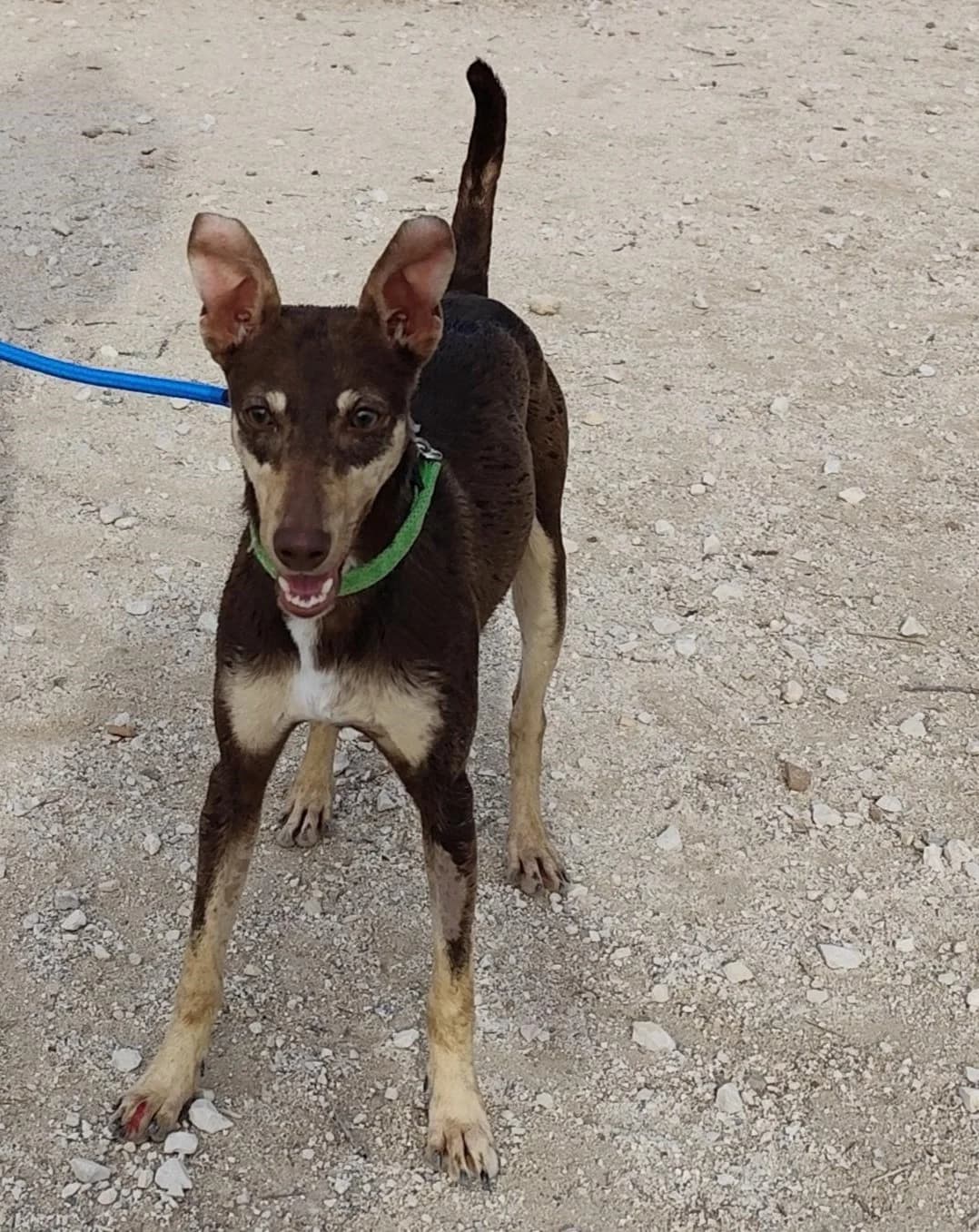 Camila, schoko female young Podenco for adoption at Tierischgeholfen e.V.