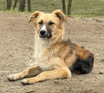 Oskar, male puppy Mixed Breed for adoption at Tierischgeholfen e.V.