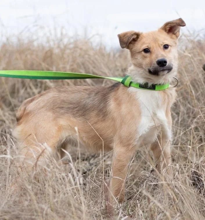 Cody, male Mixed Breed for adoption at Tierischgeholfen e.V.