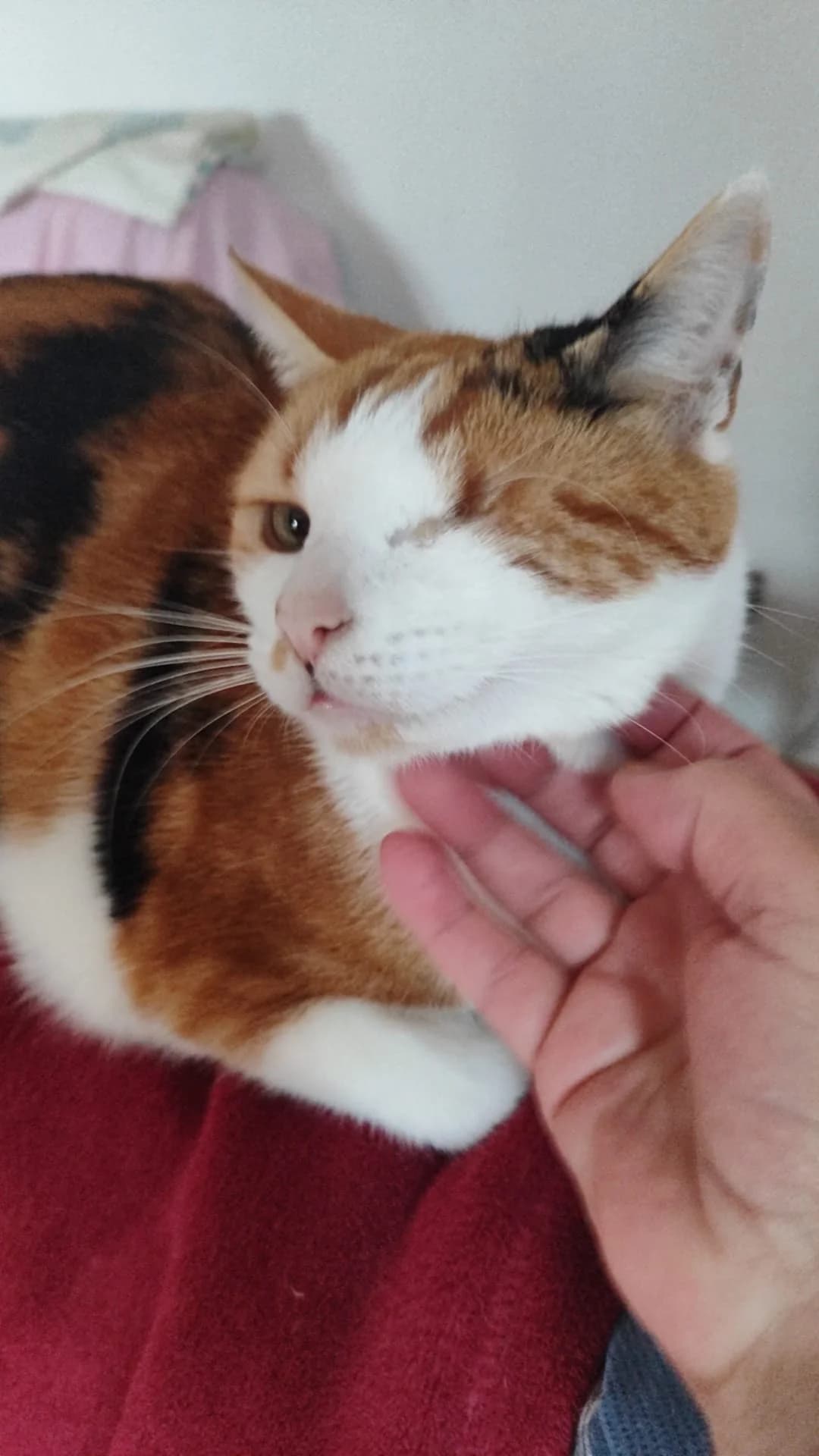 Pido, female Mixed Breed Cat for adoption at Tierischgeholfen e.V.