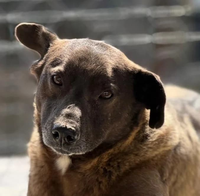 Egon, male young Mixed Breed for adoption at Tierischgeholfen e.V.