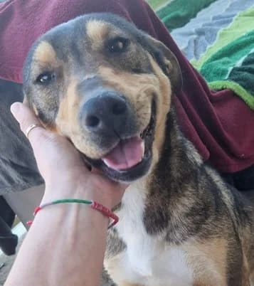 Layla, female young Mixed Breed for adoption at Tierischgeholfen e.V.
