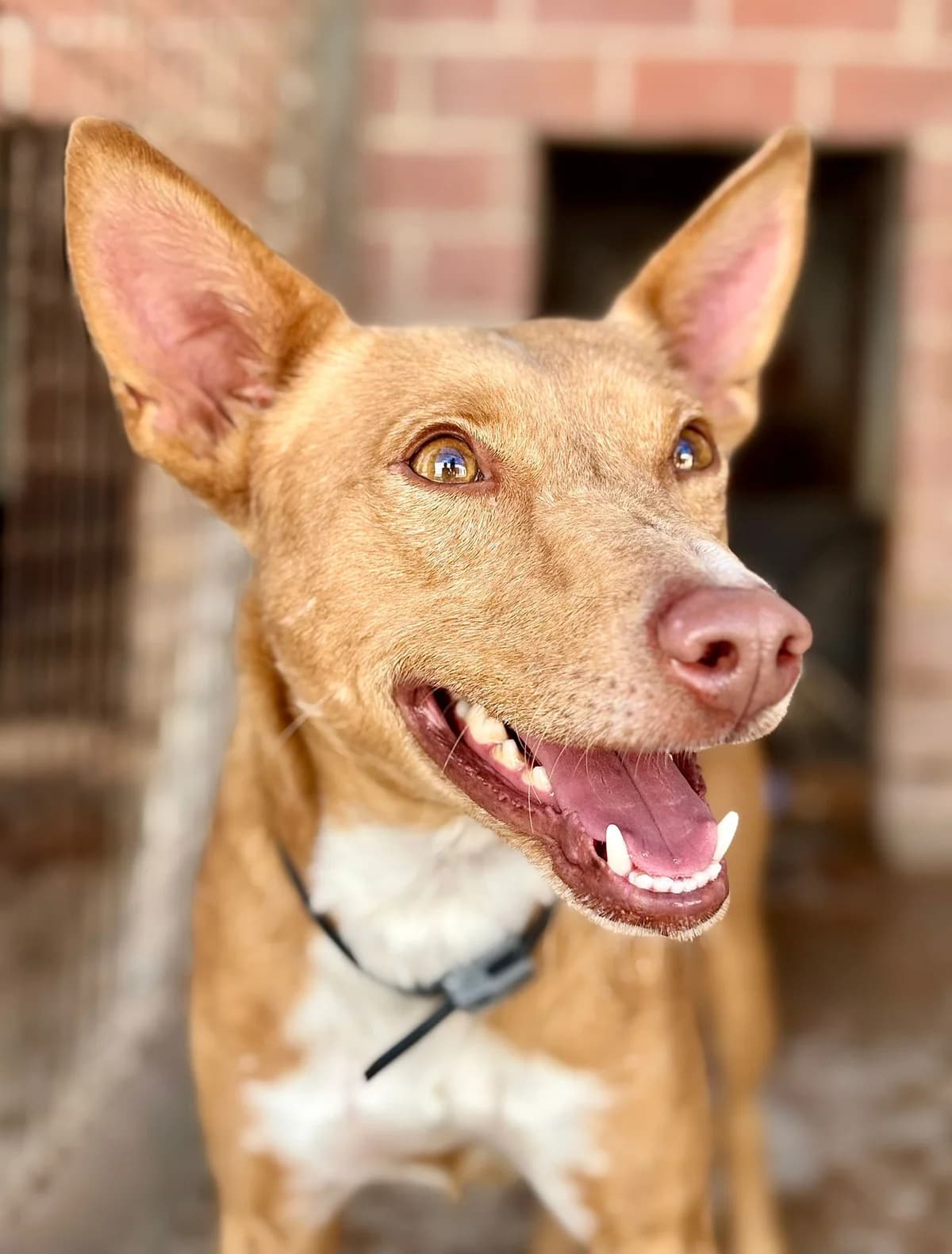 Chesco, male Mixed Breed for adoption at Tierischgeholfen e.V.