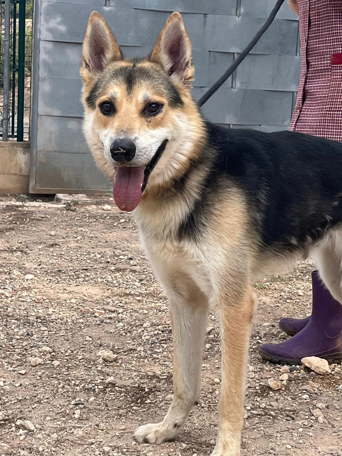 Arlo, male German Shepherd for adoption at Tierischgeholfen e.V.