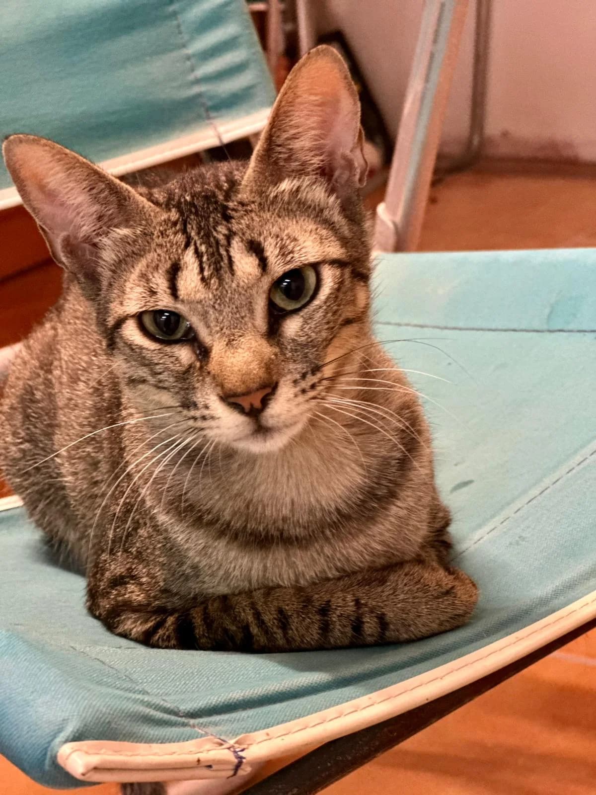 Nina, female Mixed Breed Cat for adoption at Tierischgeholfen e.V.