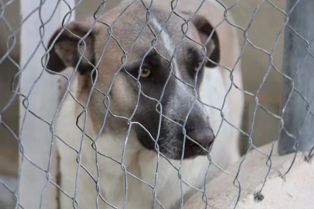 Dobby, male Mixed Breed for adoption at Tierischgeholfen e.V.