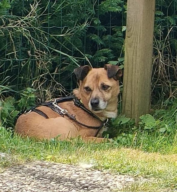 Oskar2, male young Mixed Breed for adoption at Tierischgeholfen e.V.