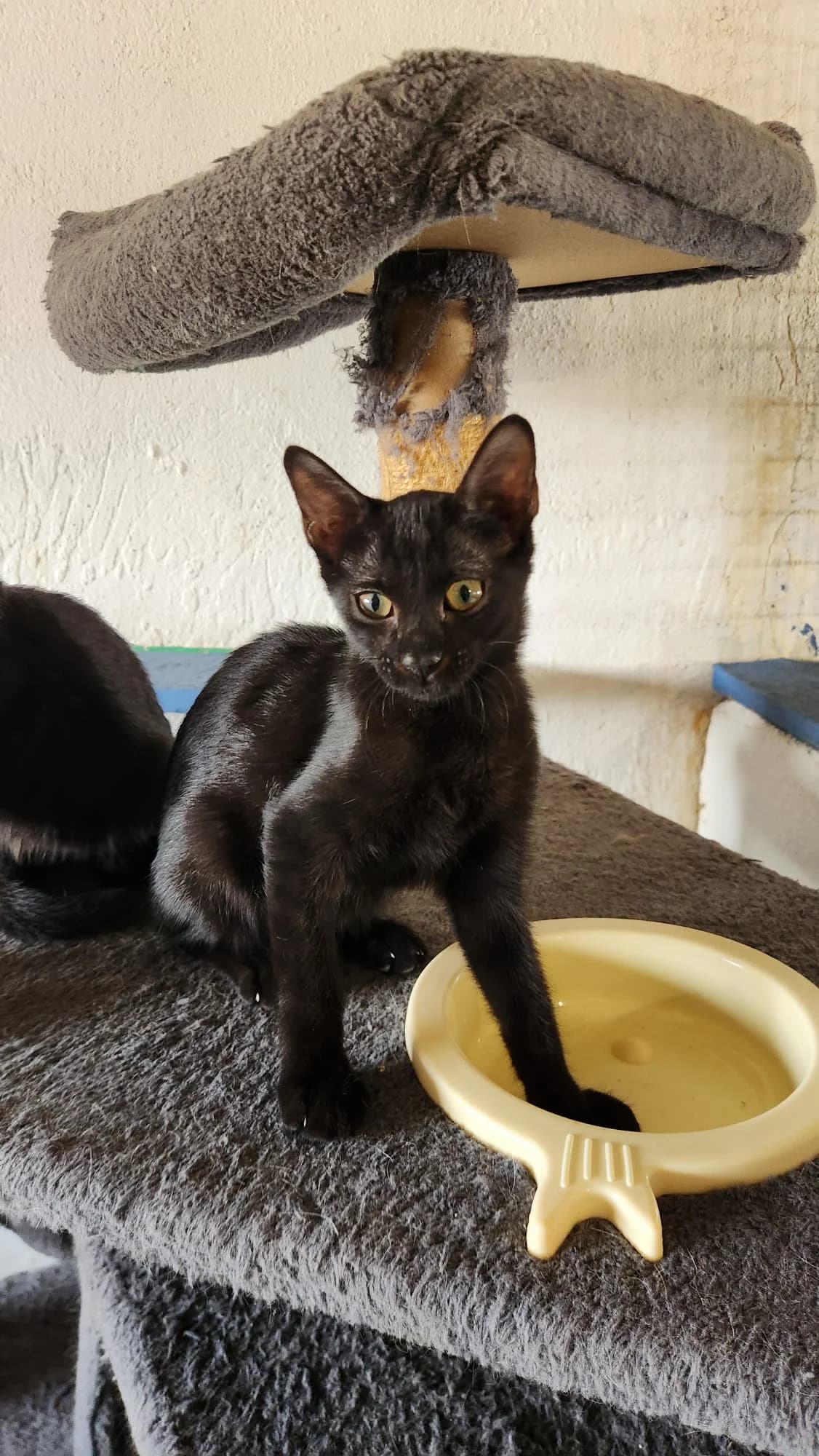 Velma, female Mixed Breed Cat for adoption at Tierischgeholfen e.V.