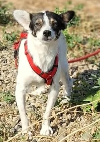Momo, female Mixed Breed for adoption at Tierischgeholfen e.V.
