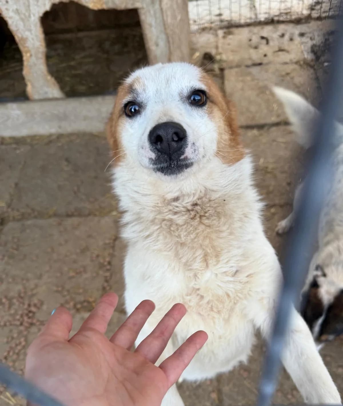 Naila, female Mixed Breed for adoption at Tierischgeholfen e.V.