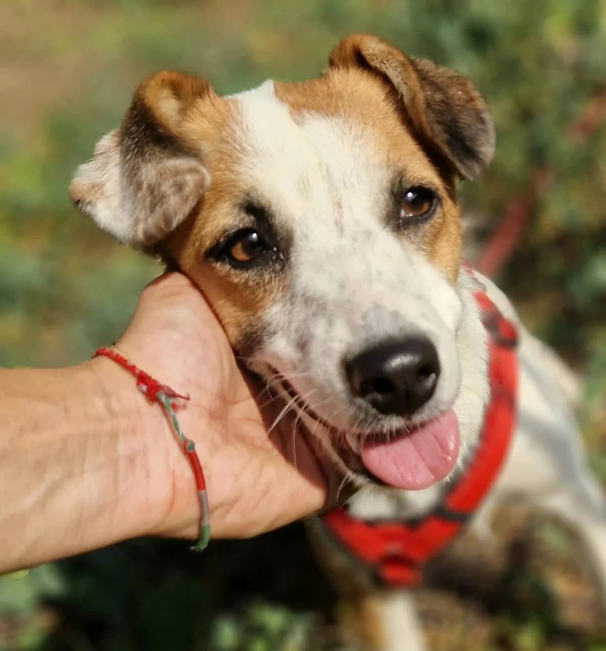 Naila, female Mixed Breed for adoption at Tierischgeholfen e.V.