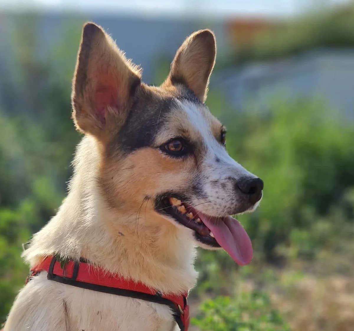 Rio, male Mixed Breed for adoption at Tierischgeholfen e.V.