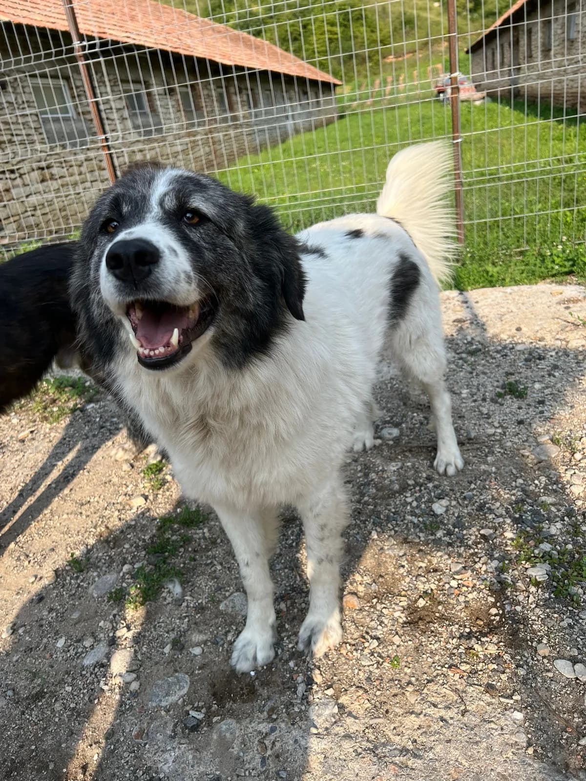 Bruma, female young Mixed Breed for adoption at Tierischgeholfen e.V.