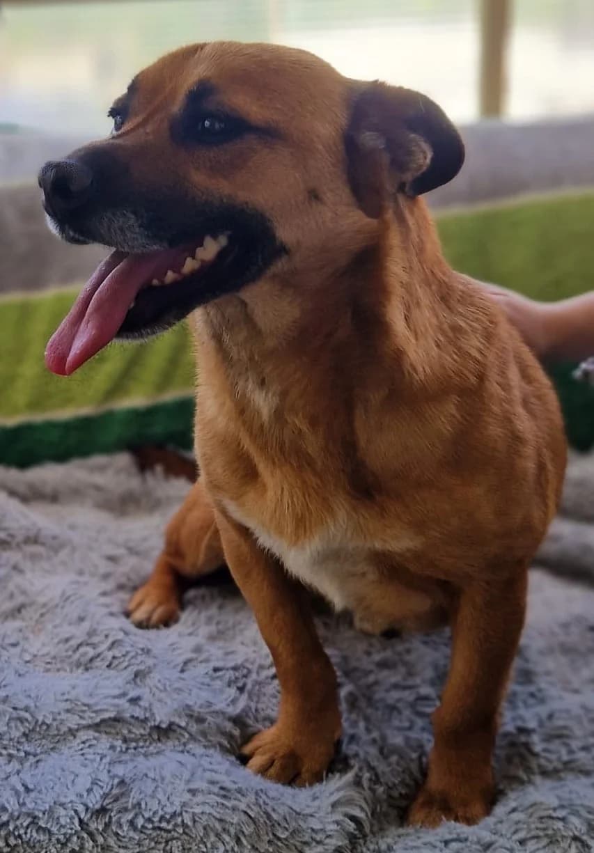 Luca, male Mixed Breed for adoption at Tierischgeholfen e.V.