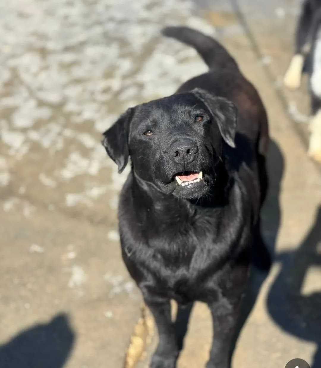 Roberto, male Labrador Retriever for adoption at Tierischgeholfen e.V.