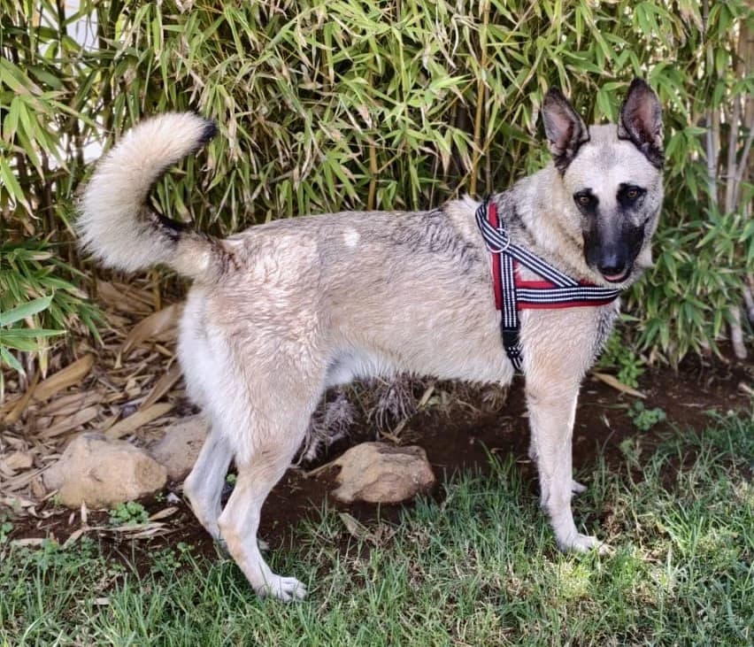Baco, male puppy Belgian Malinois for adoption at Tierischgeholfen e.V.