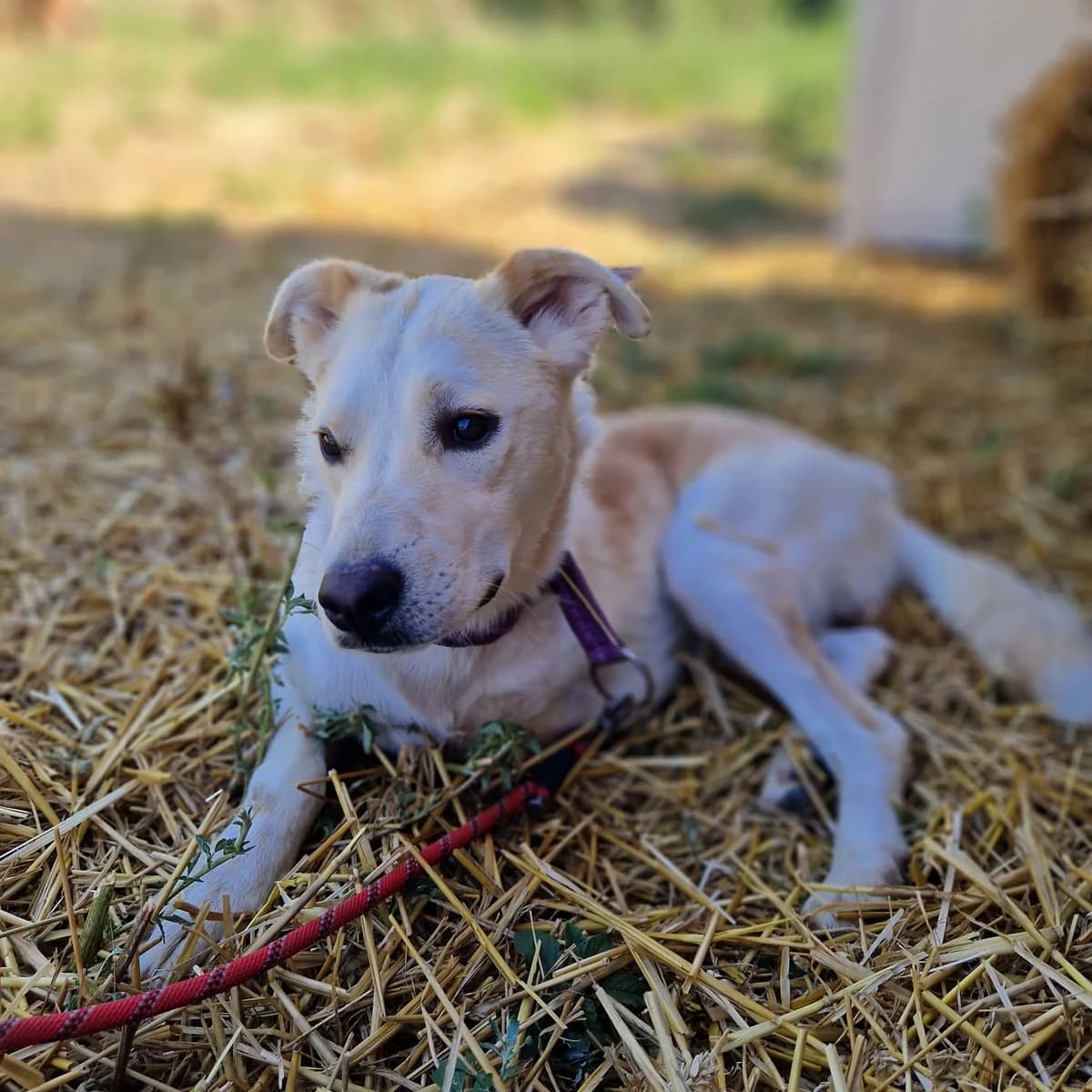 Finn, male puppy Mixed Breed for adoption at Tierischgeholfen e.V.