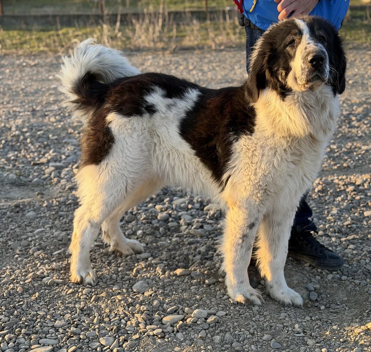 Ben, male Mixed Breed for adoption at Tierischgeholfen e.V.