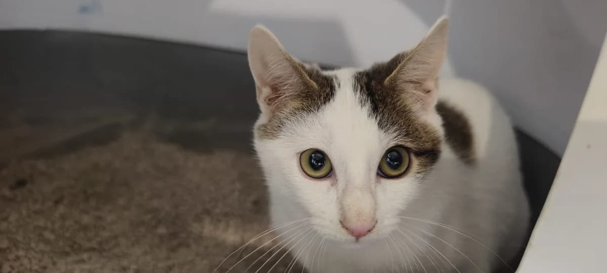 Syl, female puppy Mixed Breed Cat for adoption at Tierischgeholfen e.V.
