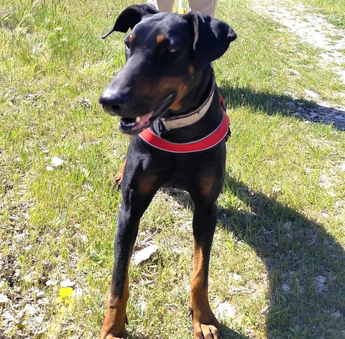 Kharma, female puppy Doberman for adoption at Tierischgeholfen e.V.