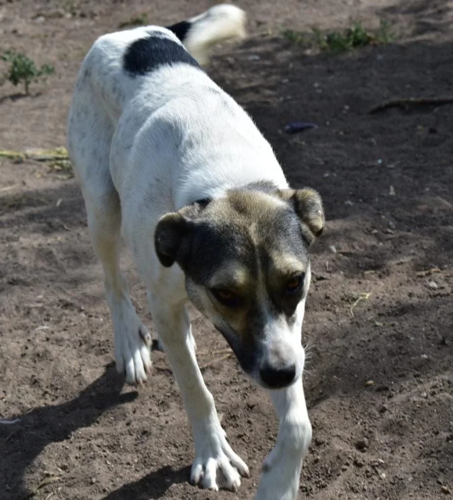 Bonnie, female puppy Mixed Breed for adoption at Tierischgeholfen e.V.