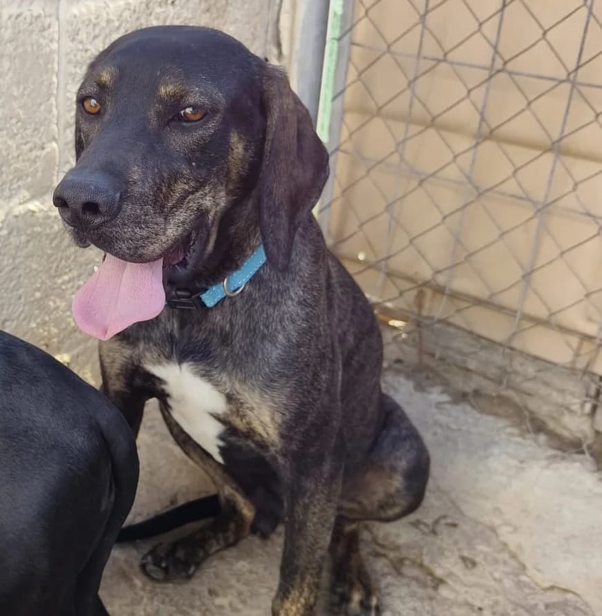 Murray, male Mixed Breed for adoption at Tierischgeholfen e.V.