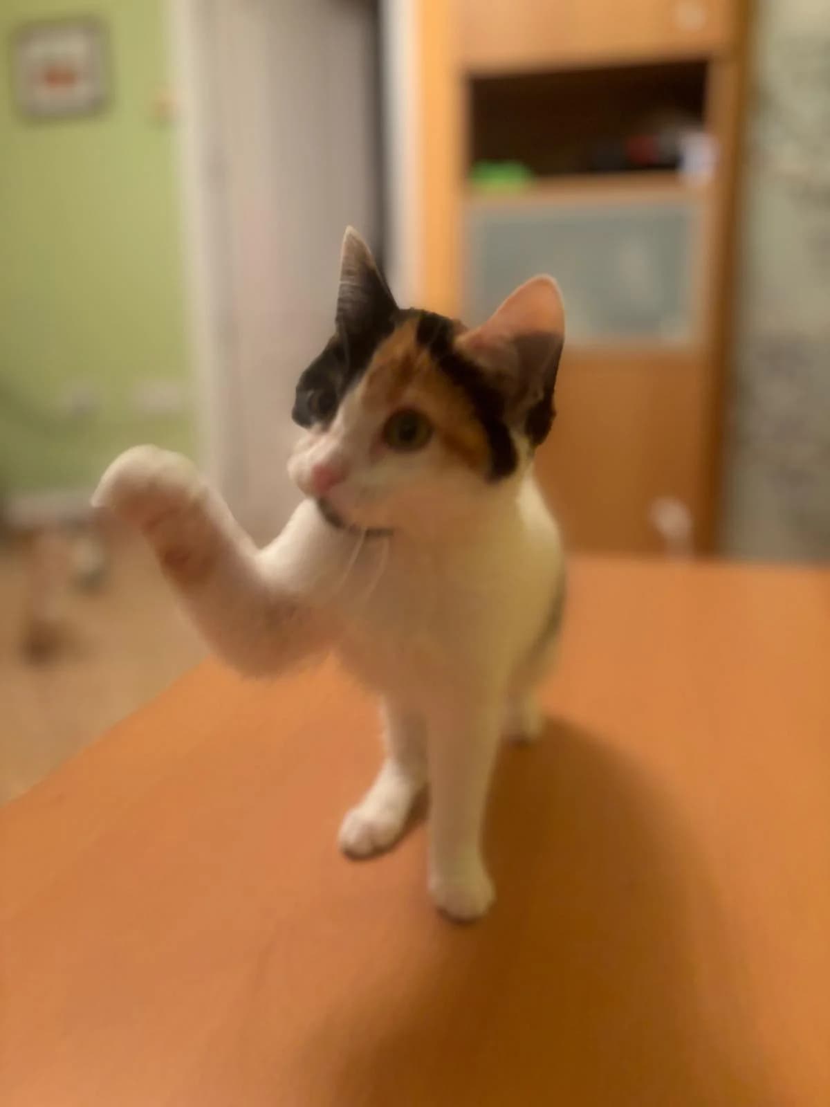 Mona, female Mixed Breed Cat for adoption at Tierischgeholfen e.V.