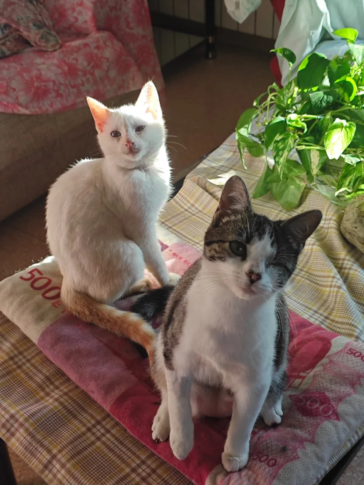 Cornelia, female Mixed Breed Cat for adoption at Tierischgeholfen e.V.