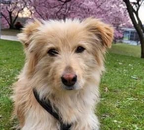 Leni, female puppy Mixed Breed for adoption at Tierischgeholfen e.V.