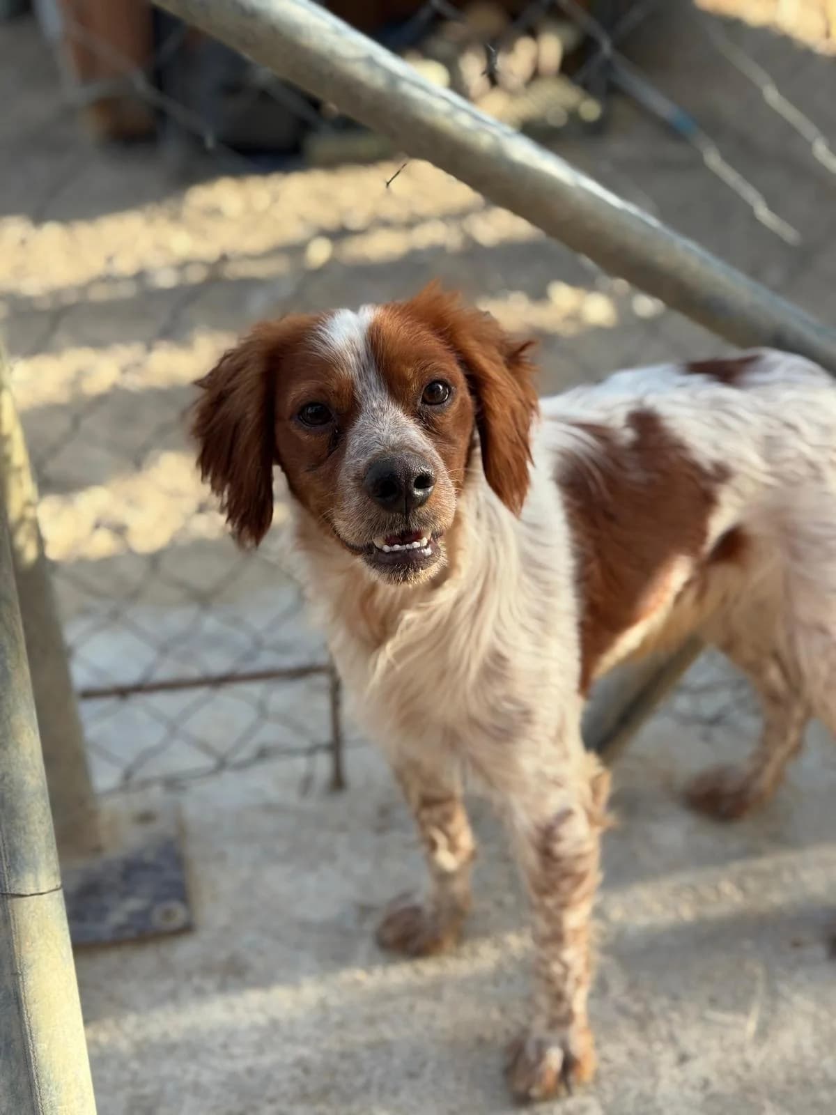 Kim2, male Mixed Breed for adoption at Tierischgeholfen e.V.