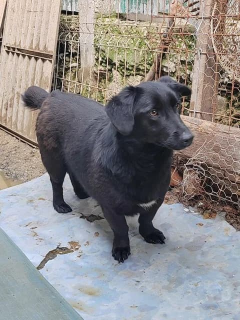 Blake, female puppy Mixed Breed for adoption at Tierischgeholfen e.V.