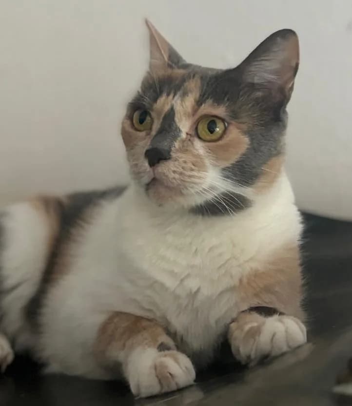 Mulan, female Mixed Breed Cat for adoption at Tierischgeholfen e.V.