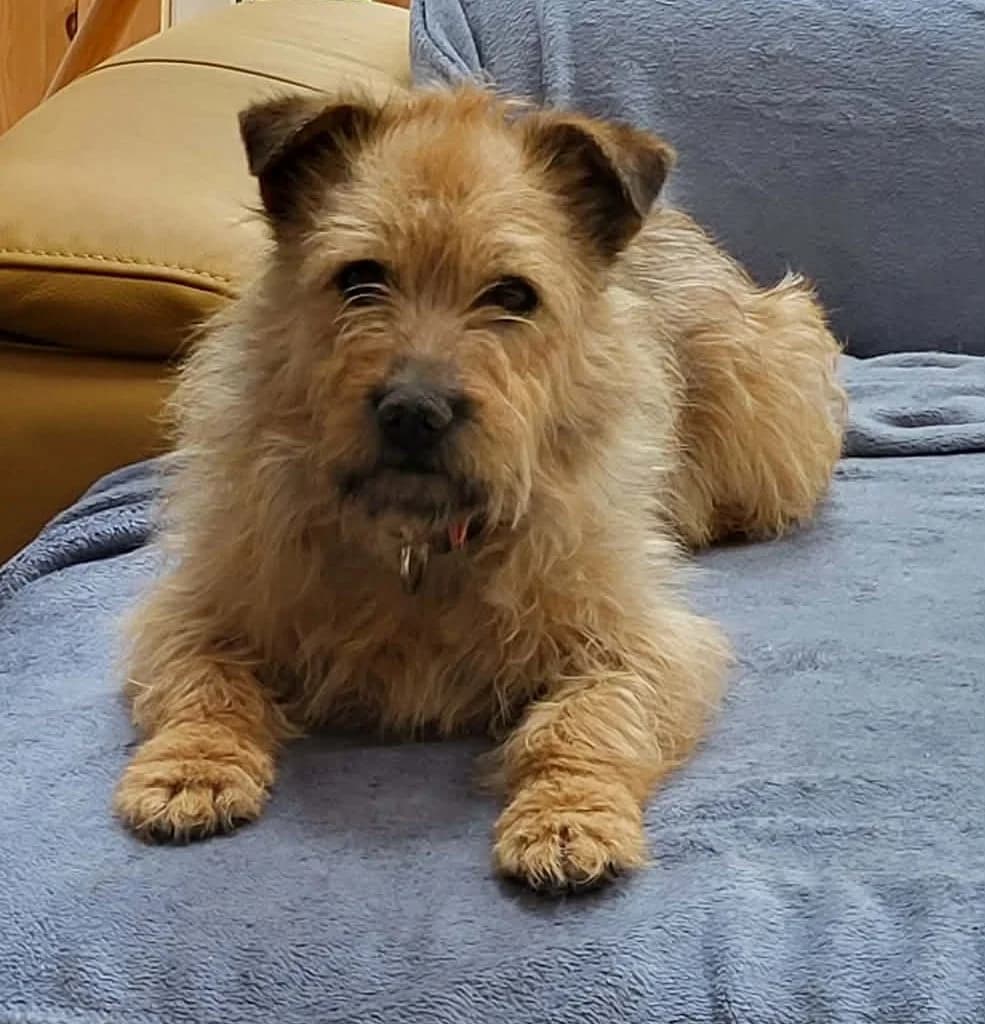 Baboo, male puppy Mixed Breed for adoption at Tierischgeholfen e.V.