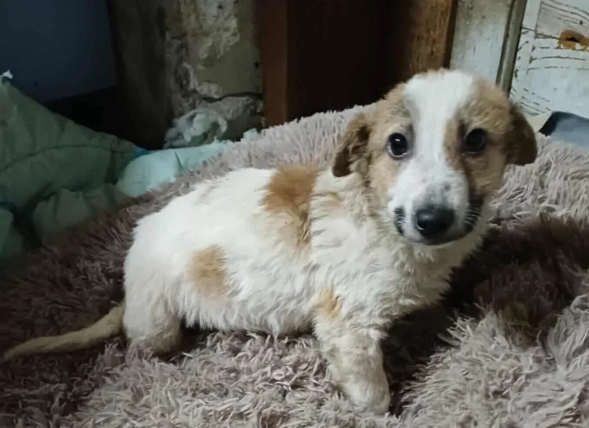 Paul, male puppy Mixed Breed for adoption at Tierischgeholfen e.V.
