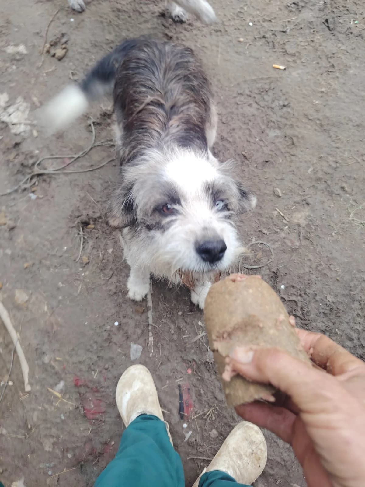 Pepper, male Mixed Breed for adoption at Tierischgeholfen e.V.