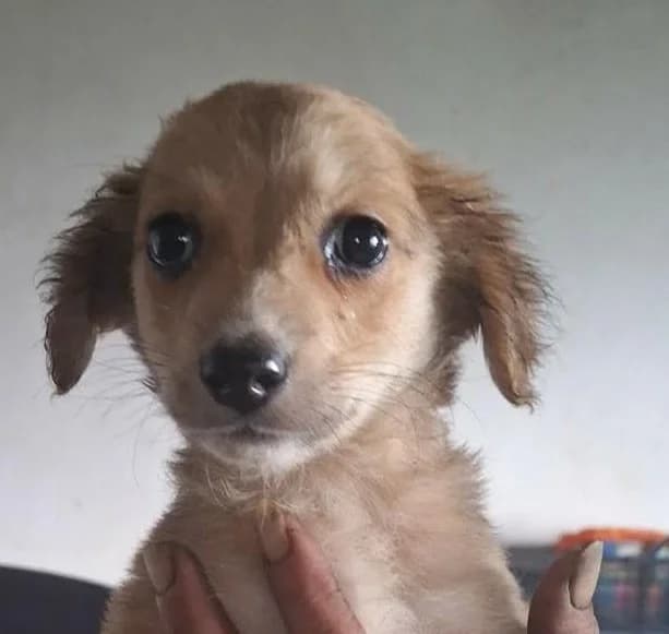 Enzo, male puppy Mixed Breed for adoption at Tierischgeholfen e.V.