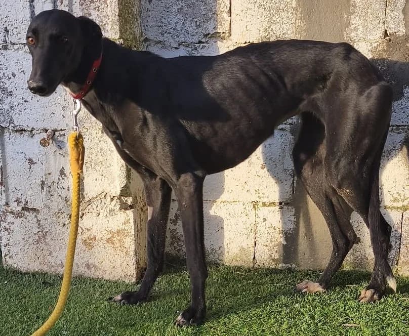Didi, female Greyhound for adoption at Tierischgeholfen e.V.