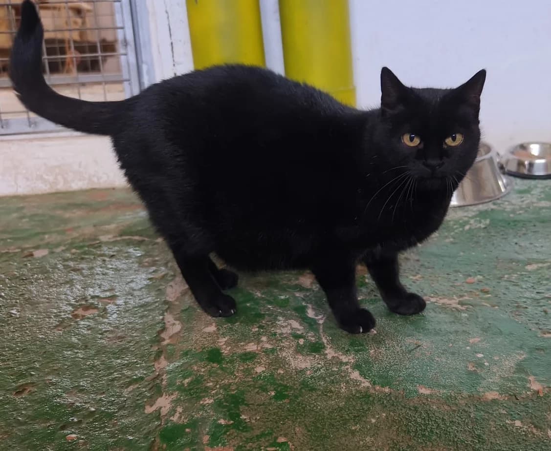 Sif, female Mixed Breed Cat for adoption at Tierischgeholfen e.V.