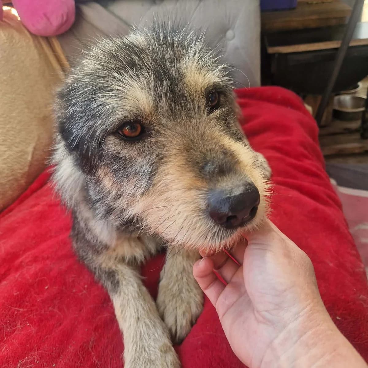 Miri, female Mixed Breed for adoption at Tierischgeholfen e.V.