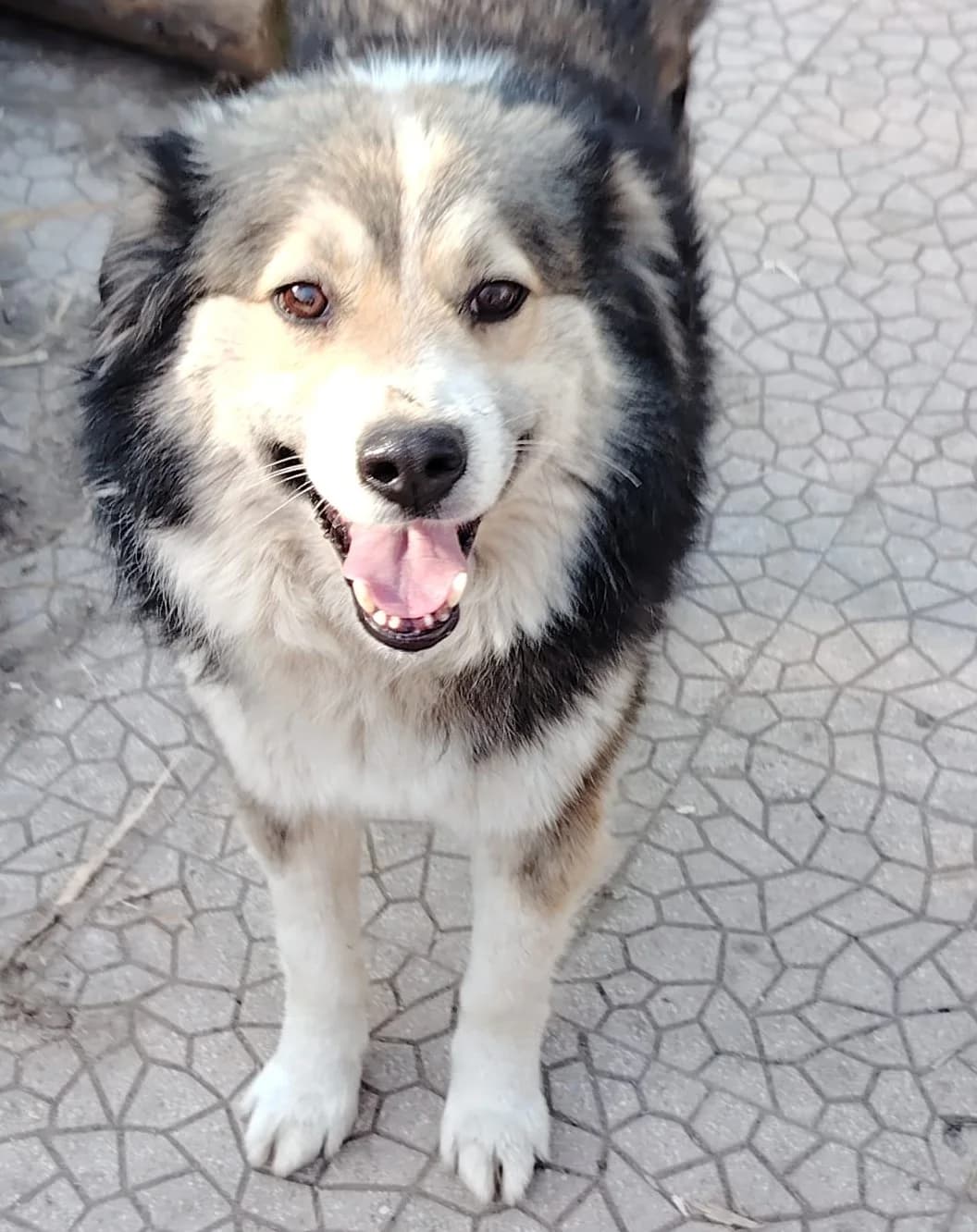 Yory, male Mixed Breed for adoption at Tierischgeholfen e.V.