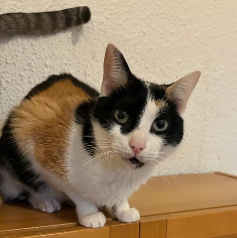 Saika, female Mixed Breed Cat for adoption at Tierischgeholfen e.V.