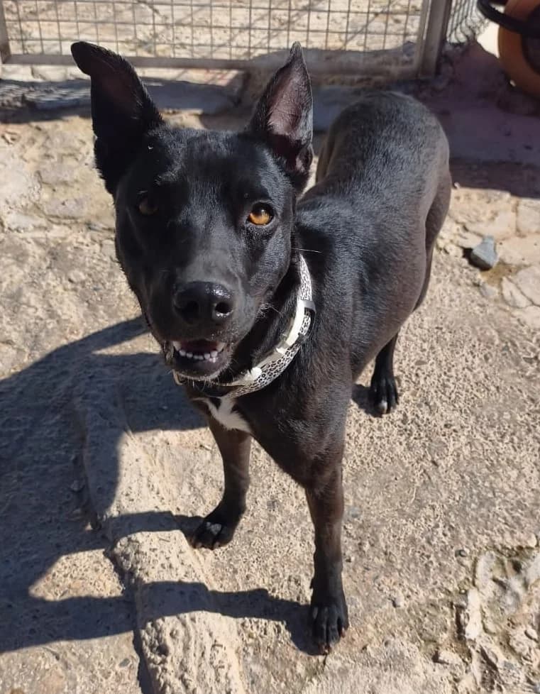 Gala, female Mixed Breed for adoption at Tierischgeholfen e.V.