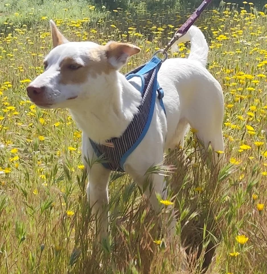 Samuel, male Podenco for adoption at Tierischgeholfen e.V.